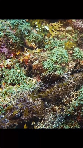 85K views · 927 reactions | CROCODILE FISH #animals #animalworld #crocodilefish #fish | Animal Documentary | Facebook