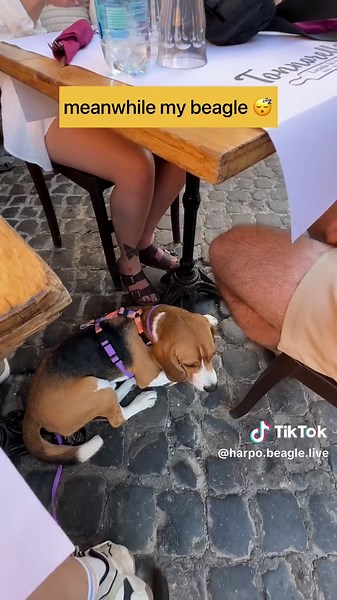 Adventures with a Beagle: Traveling with Your Furry Friend