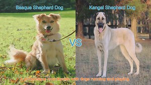 Basque Shepherd Dog vs. Kangal Shepherd Dog: A Comprehensive Comparison