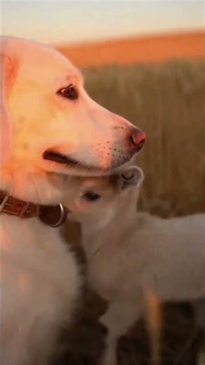 a white dog saved a goat that was trapped between rocks #rescue #dog #goat #shorts