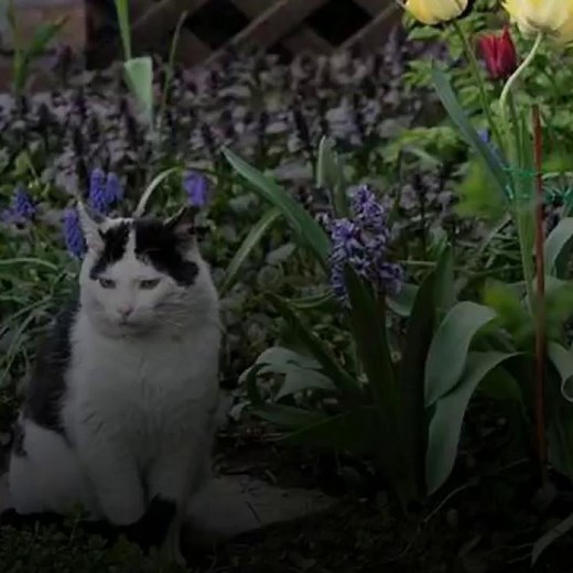 TOP 4 des méthodes pour éloigner les chats de son potager