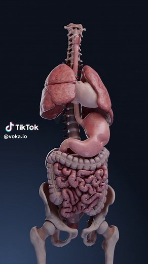 Understanding Acid Reflux, GERD, and Heartburn | 3D Anatomy Explained