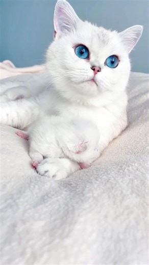 Amazing Cute Animals You’ll Ever See 🐾😍