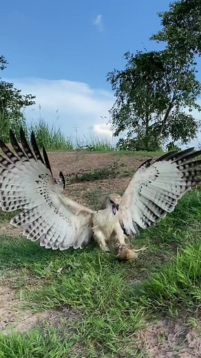 95K views · 430 reactions | falconer attacks bird  #falconry #falcon #hawk #bird #raptor #wildlife #nature #conservation #education #training #hunting #sport #hobby #passion #love #respect #wildfalconry #birdofprey #freedom #freedomofflight #birdattack #birdattacks | Anime | Facebook