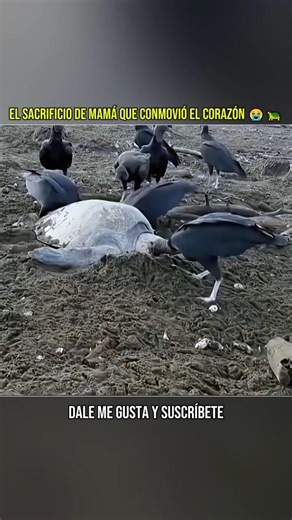 🐢💔 The Mother Turtle's Last Battle #viral #shorts