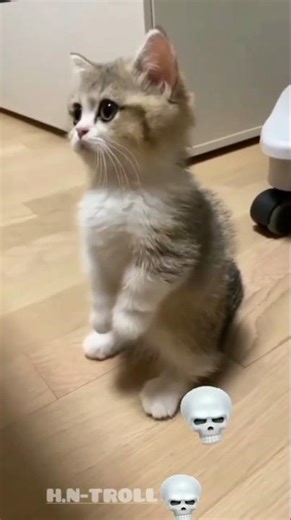 Cute Cat Can't Be Scary #animals #pitbull #animals#cat#dog