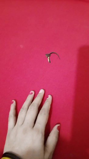 Gentle Interaction Between Hand and Young Snake