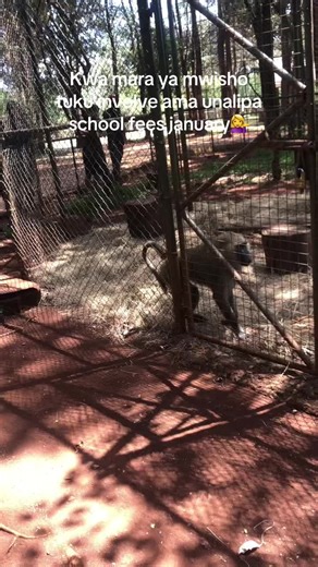 Kikuyu Songs and School Fees: A Personal Take