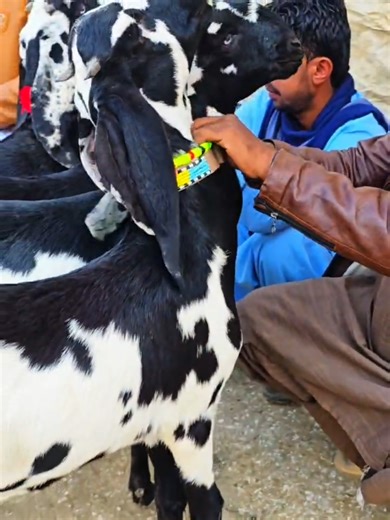 Essential Tips for Successful Goat Farming