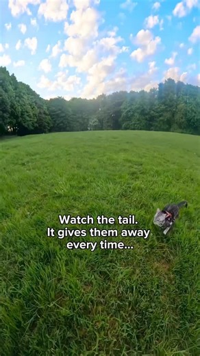 196K views · 36 reactions | Episode 3: Tail body language! In our...