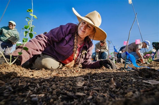St. Edward’s Tiny Forest aims to cool overdeveloped areas