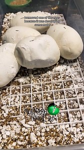 New enclosure set up! | The Molinaro Snake Lab