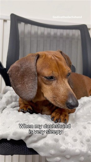 Dachshund is very sleepy #dogs #dog