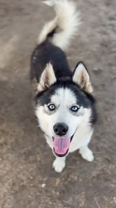 2K views · 33 reactions | MILKY WAY (1202637) Male, 2 years old, Help...