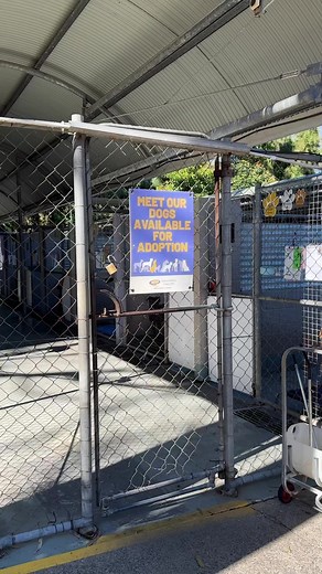 45K views · 834 reactions | POV - you’ve come to adopt a dog from our rehoming kennels! Which one do you choose? 樂We currently have a wide variety of breeds available, including border collie, dogue de bordeaux, bichon frise cross and miniature poodle. So if you’re looking for a canine companion, #ChooseToAdopt! | Animal Welfare League Queensland | Facebook