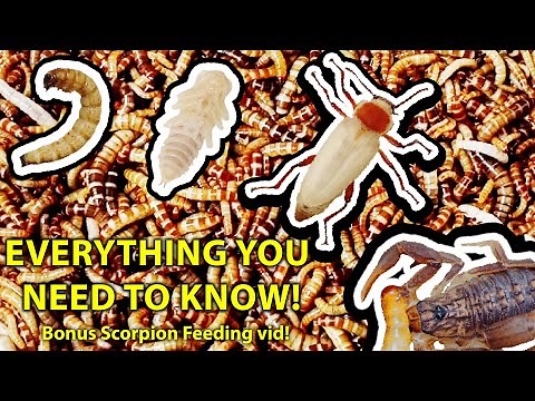 How to Breed and Farm Superworms | How to Freeze Dry Superworm and what to do with frass