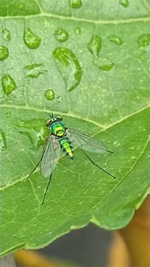 The green long-legged fly, #viral #insects