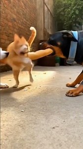 sự chanh dành miếng ăn của chó mèo