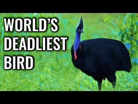 Cassowary Armor: The Rainforest Bird Built for Battle
