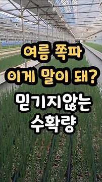 Successful Summer Scallion Farming: Double the Profits!! Unbelievable Yield