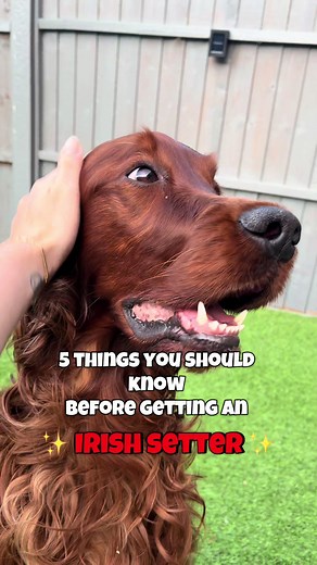 5 Essential Facts About Irish Setter Dogs