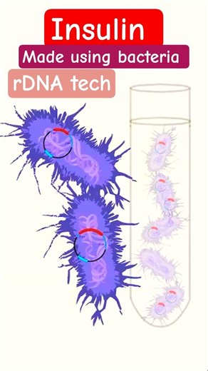 Insulin made using Bacteria #recombinantdnatechnology #insulin #bacteria #biotechnology