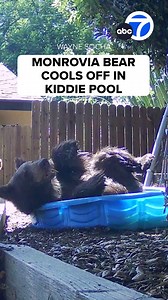 550K views · 10K reactions | Humans aren’t the only ones feeling the heat during L.A.’s heat wave. This bear found a way to cool down by squeezing itself into a kiddie pool in the backyard of a Monrovia home. | ABC7 | Facebook