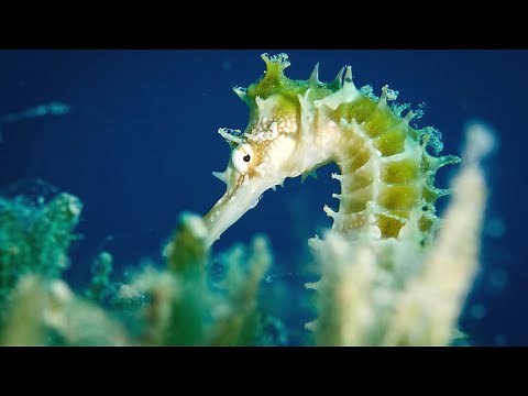 Seahorse (Facts about the Most Unique Animal Seahorse)