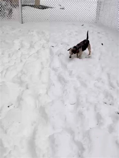 Cletus is over the snow! #cchumanesociety #spayandneuter #adoptdontshop #cchsadopt #adoptme #cchs #shelterdog #sillydog #beagle #snowbeagle