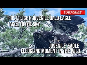 First Flight: Juvenile Bald Eagle Takes to the Sky | Bald Eagle Fledgling Moment in the Wild Canada