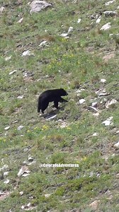 A black bear running up the mountain at Lost Lake in Nederland Colorado. #blackbear #bear #fypシ #coloradoadventures #coloradowildlife #foryoupageシ #Colorado | Colorado Adventures