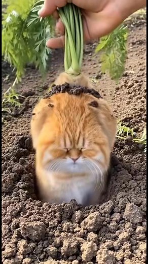 Fresh from the garden 🪴 🐈 #cats #meow #gardening #animals | Kitty Time
