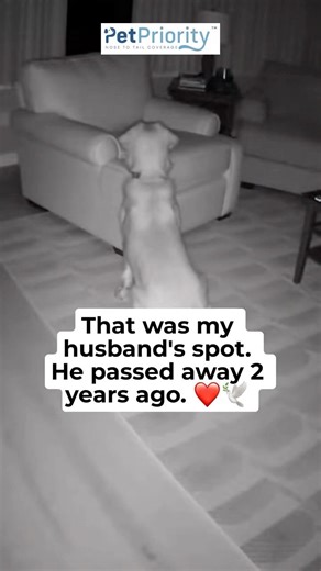 He Still Visits Him… Watch The Dog’s Tail! 🥺