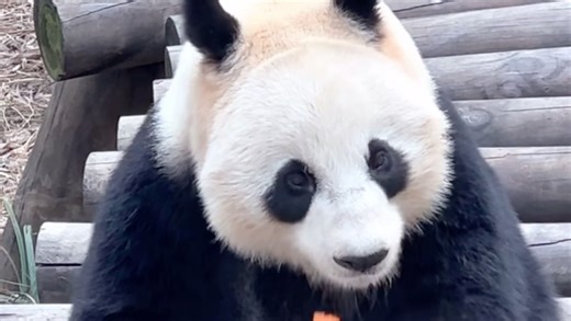 稍有胃口的华丽丽：今天吃一根胡萝卜，明天就能吃两根～（260309不一样的喵直播录屏华丽cut）