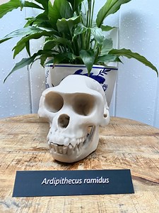Ardipithecus Ramidus Skull Replica: 4.4 MYA Hominin Fossil 3d Printed Educational Model - Etsy