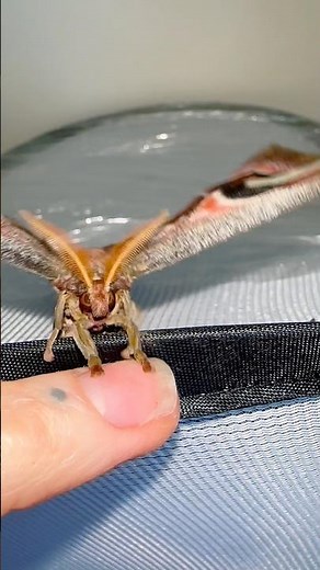 It’s the way she steps onto my hand! 😻 #moths