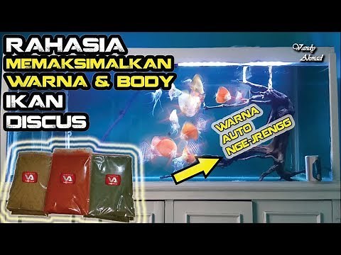 HOW TO MAKE BURGERS FOR DISCUS FISH FOOD TO GET BETTER SHAPE AND COLOR | Van'sVlog #33