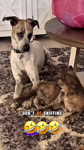 Talking Animals: Hilarious Dog and Cat Voices