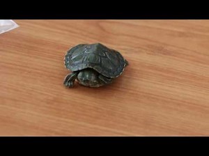 Why the red-eared slider is under-weight & has swollen eyes