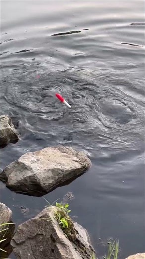 Common Snapping Turtle