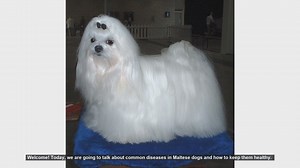 Keeping Your Maltese Dog Healthy: Common Diseases and Prevention Tips