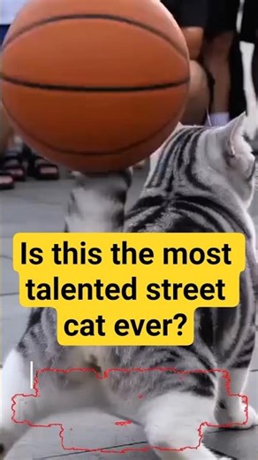 Cat Playing Basketball Like a Pro 🐱🏀 | You Won’t Believe This!