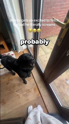 This Dog Screams Like A Human 😂