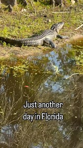 2.8K views · 1.2K reactions | Just another day in Florida #dogs #dogwalk #gators #aligator | Dobienyx | Facebook