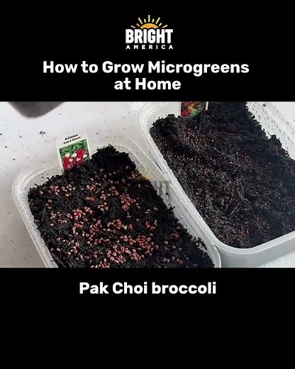 How to Grow Microgreens at Home
