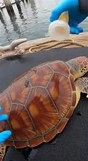 Young loggerhead turtle shell debris rescue pier cleanup #LoggerheadTurtle #SeaTurtleRescue #MarineWildlife #OceanConservation | Sea Guardians