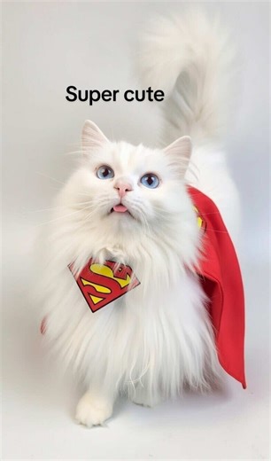 Cosmo’ adventures as super cat……, #catpower #superman2025 #catphotography