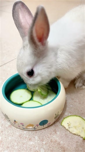Guilty as Charged! ⚖️🐰 The Face of a Bunny Eating Solo.#rabbiteating #asmr #cute #shorts