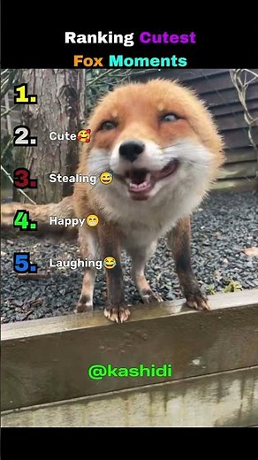 Ranking cutest fox moments
