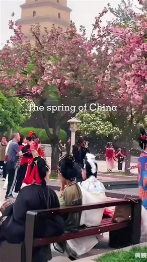 Spring arrives,China blooms🌸 #chinatravel #chianguide #china #china🇨🇳